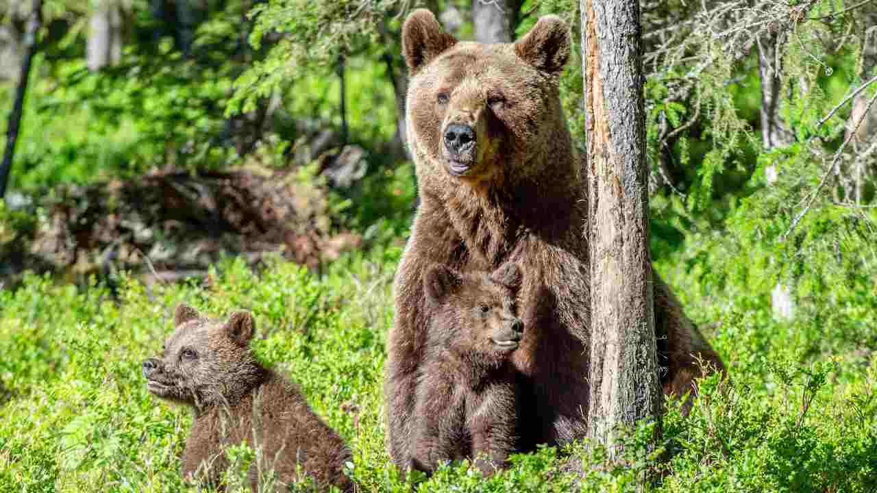 Orsa Amarena ed i suoi cuccioli (Fonte Corporate +) - CronacaLive.it