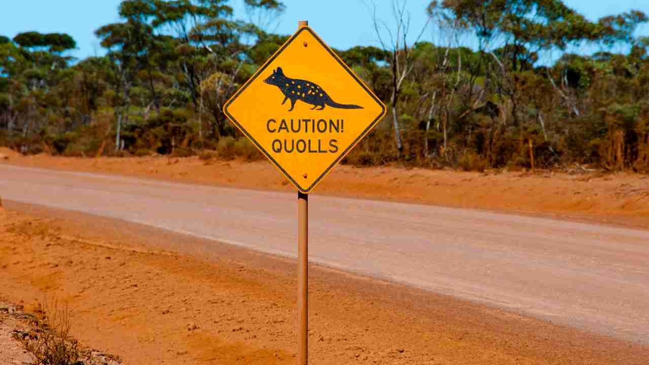 Australia, ritrovata specie che si credeva estinta (Fonte Depositphotos)