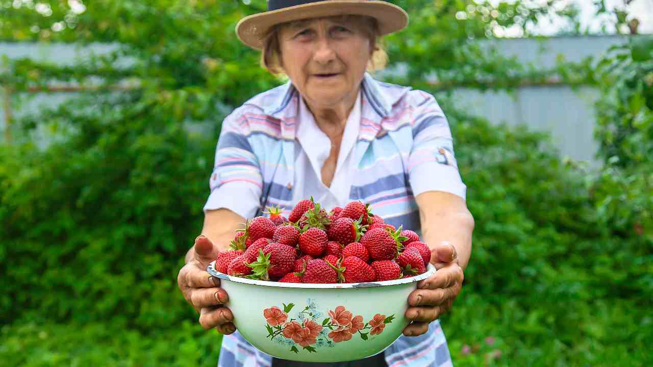 Le fragole riducono i rischi di demenza senile (Fonte Depositphotos)