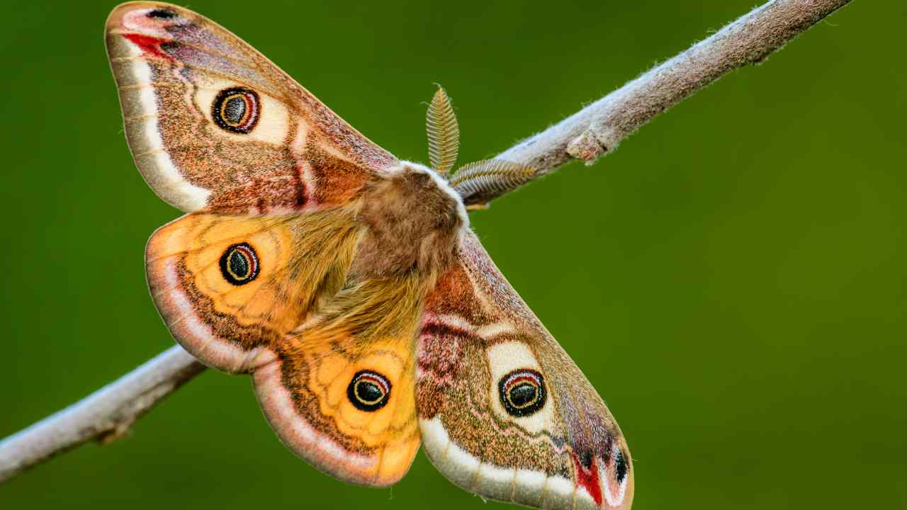 Farfalla in casa: se entra ti posta un messaggio