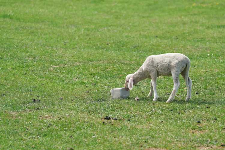 allevamenti animali