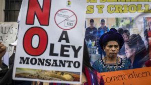 Proteste in Guatemala contro la Monsanto