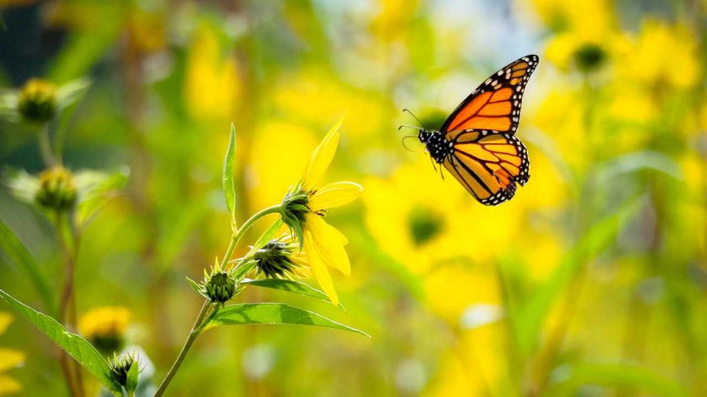 Farfalla gialla: il suo significato è molto importante